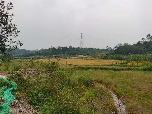 小红书 “本人不才，刚被骗完。”