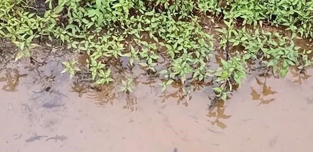 娃娃鱼|山洪冲出一窝娃娃鱼？江西钓友进山钓鱼，溪流里发现一群四脚兽