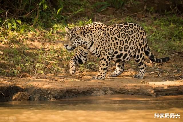 百慕大三角 美洲豹vs科莫多巨蜥，当毒王遇到杀手，谁会活到最后？