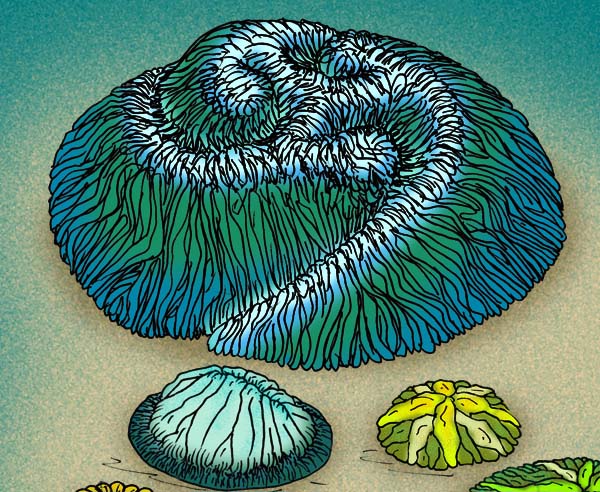 寒武纪|埃迪卡拉生物群｜地球简史系列