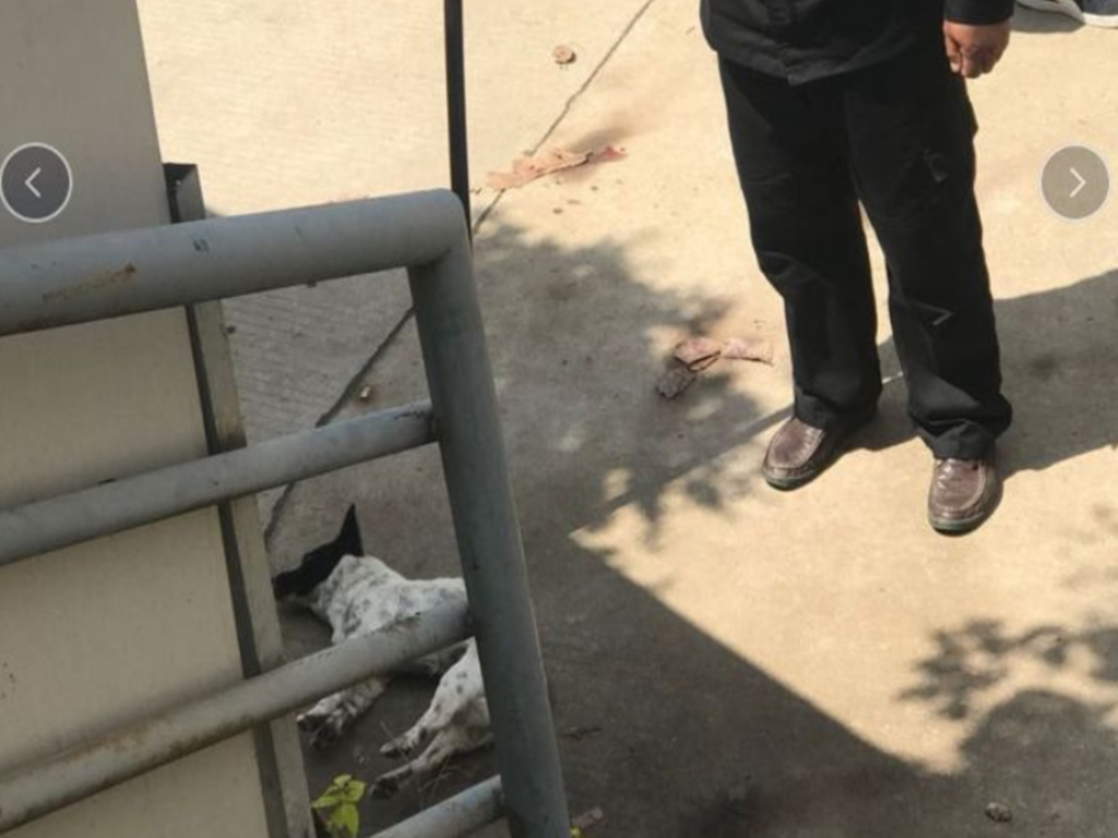 神鸟知讯资讯站 高校保安怒砸流浪狗被开除：为学生安全着想很好，但请别这么残忍