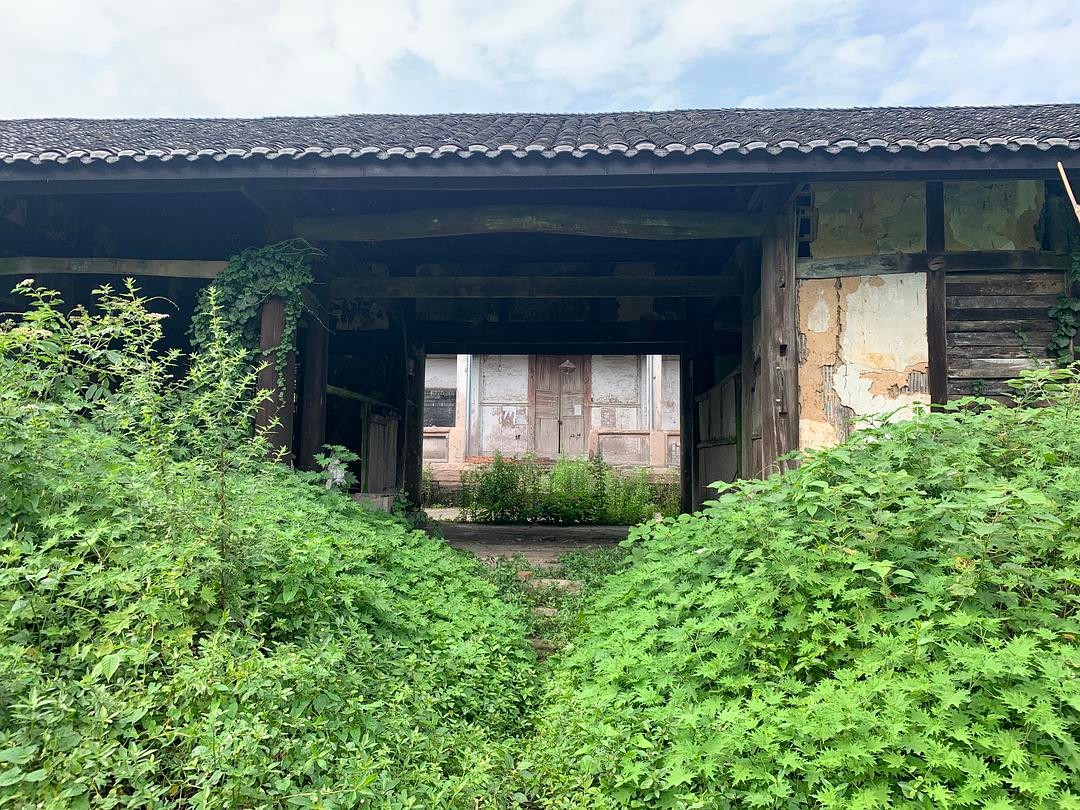 植物|古语说“宁宿荒坟，不住荒庙”，难道古庙比荒坟更可怕？