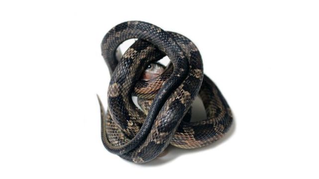 巨蟒 进了巨蟒肚子还能活着出来吗?在野外遭到巨蟒袭击该如何应对?