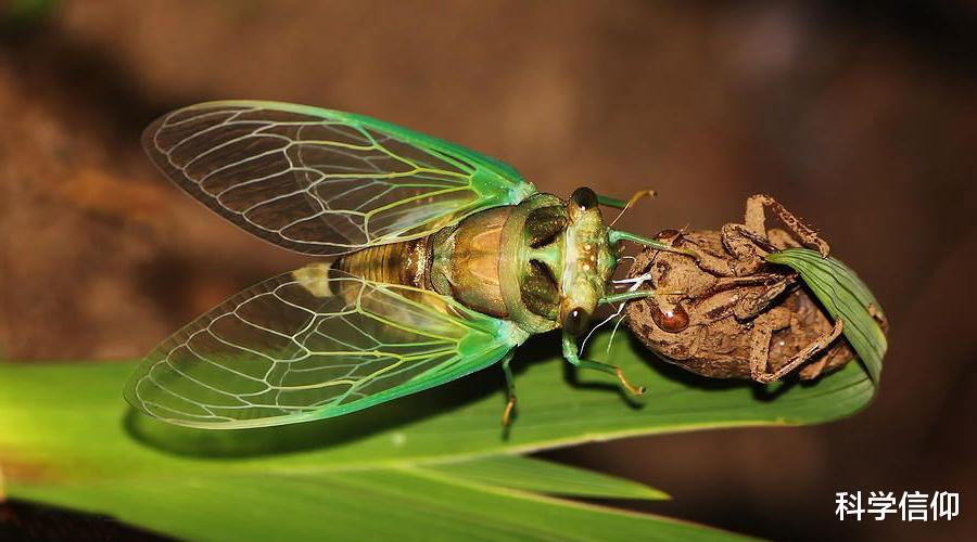 地下十七年,地上十七天,蝉如此隐忍为哪般?