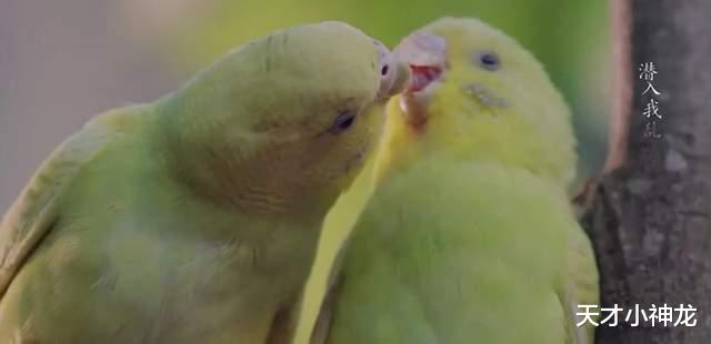 赵丽颖|《长歌行》：配角都有吻戏，主角歌隼却用“鸟替”？导演这样解释