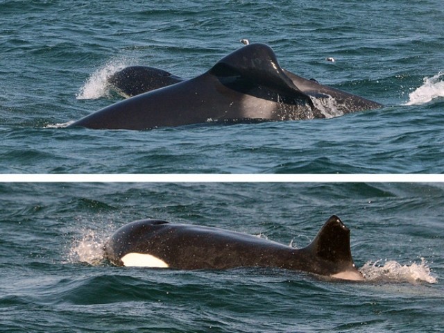 虎鲸 为什么大白鲨碰到虎鲸，只能乖乖被咬？撞翻窒息掏肝，一气呵成