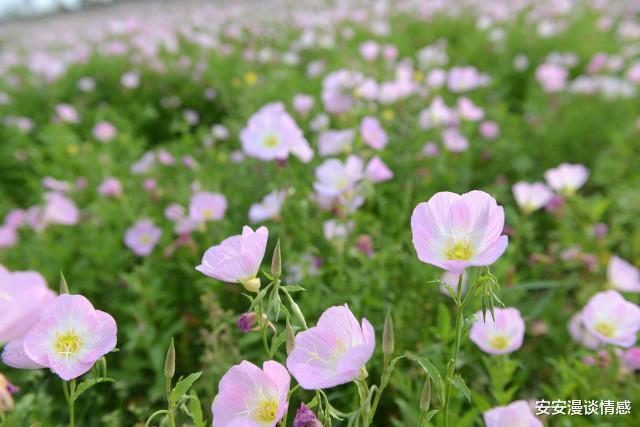 安安漫谈情感|35岁小伙和52岁阿姨再婚,阿姨:他很爱我,我又相信爱情了