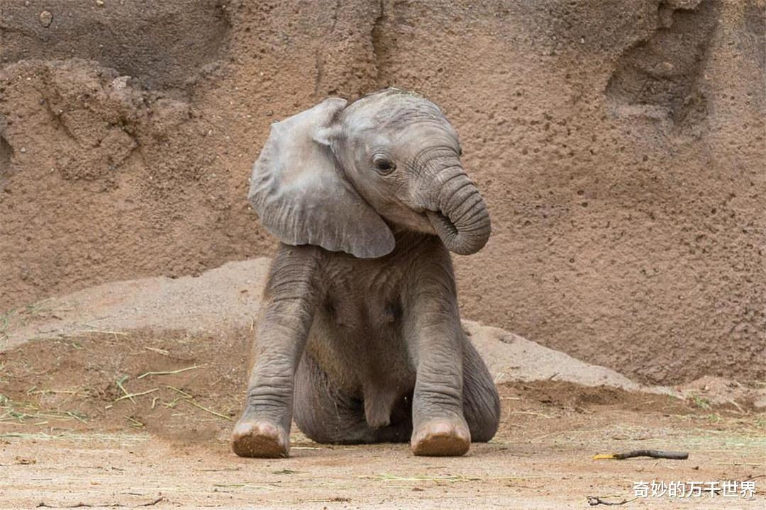 奇妙的万千世界|大象不能用鼻子直接喝水,象宝宝更是懵懂无知,所以只好跪在水边
