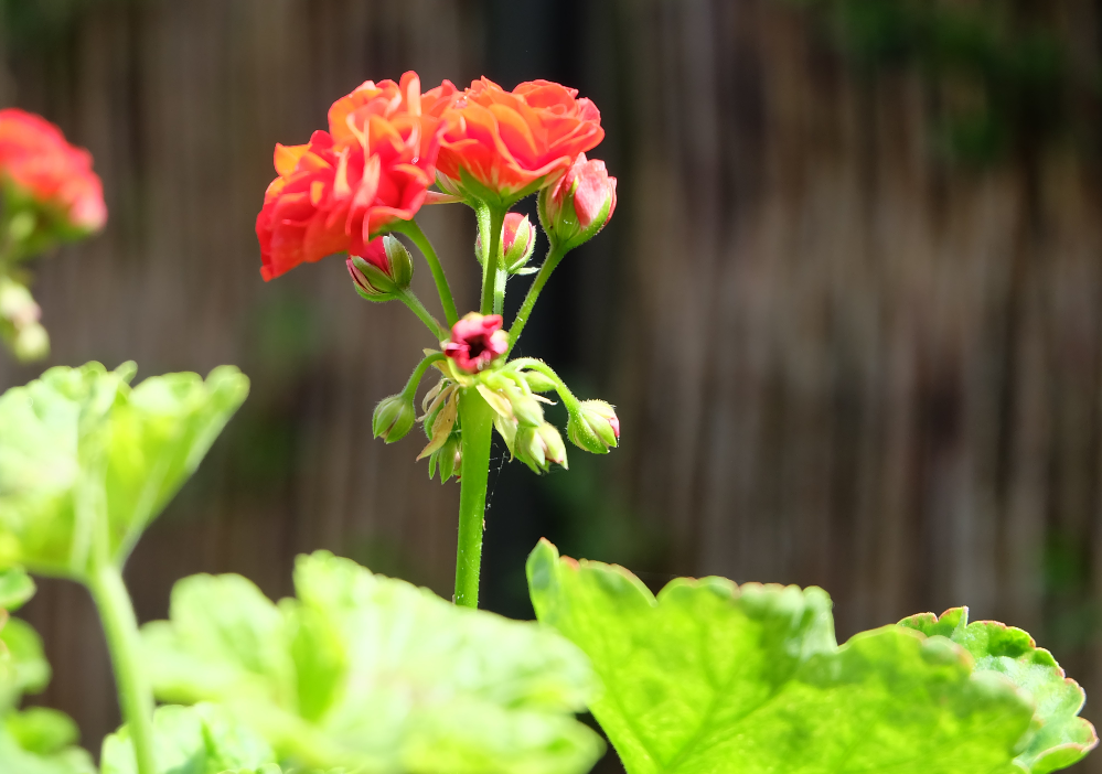 生肖夜读|7月,生意规模扩大,事业攀高峰,3生肖得财得子,日子富足没烦恼