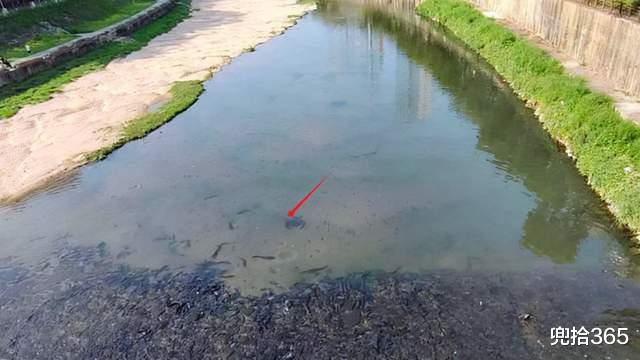 大渡口|深圳一河中“鱼儿成灾”，岸边却一个钓鱼人也没有，原因令人无奈