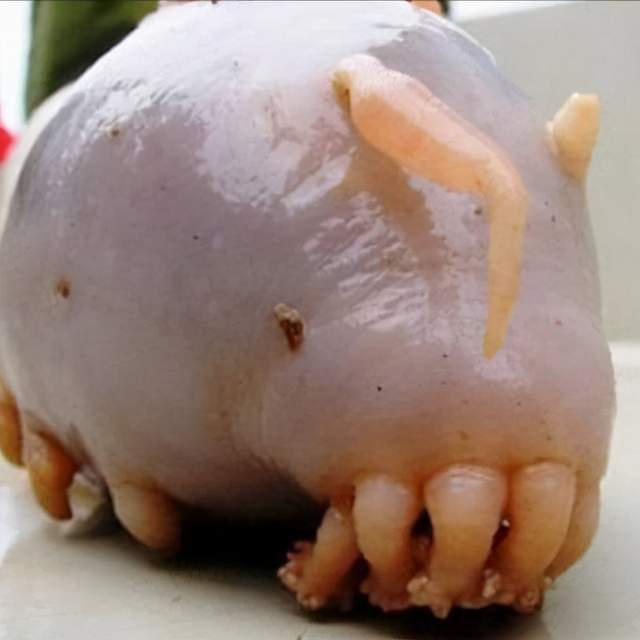 水底奥秘 深海拾荒者，海猪：生活在海底1000米的猪，人家可不是猪的近亲