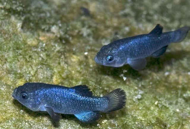 与世隔绝 全球唯一与世隔绝5万年的鱼，只剩38条，差点被醉鬼连锅端了