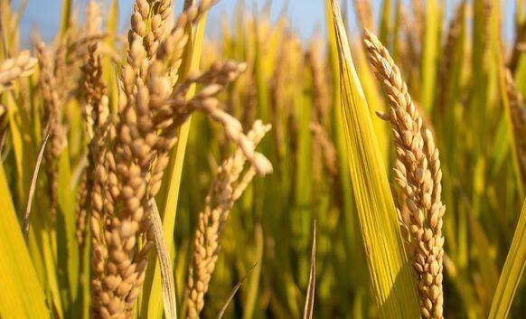 基因 鹅与鸭杂交后的生物可以繁衍？已做了研究，这可能将是致富之路