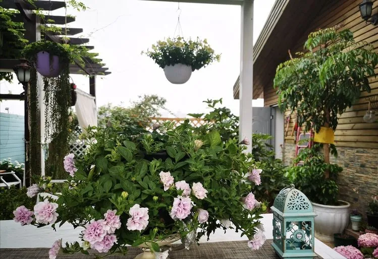 露台花园|4年打造70㎡露台花园，买不起大别墅，买个带露台的顶楼也很nice