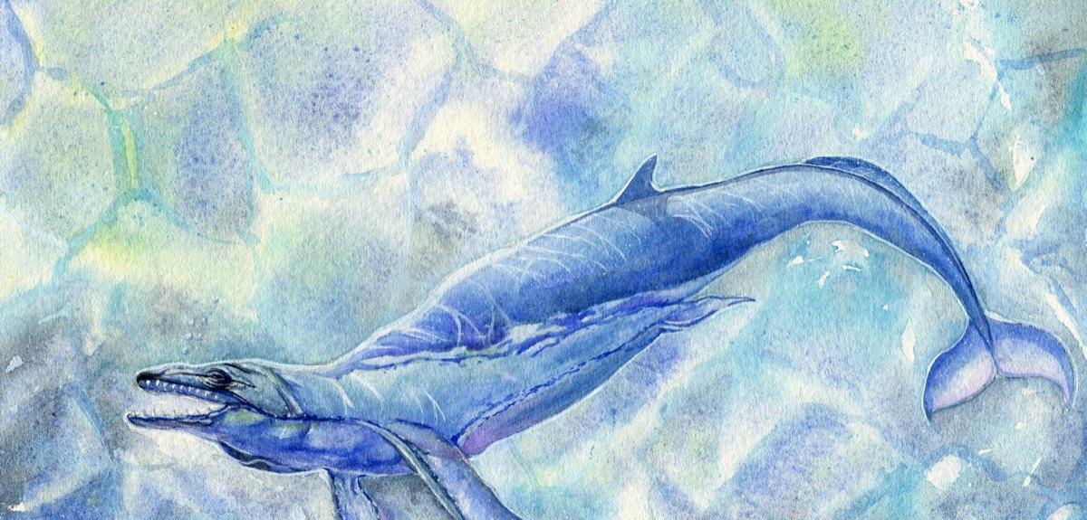 森然巨兽:古鲸豚逼死20米、80吨巨齿鲨,鲸豚家族如何制霸海洋?