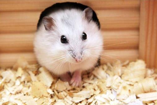 生肖|被上司器重的4大生肖，贵人垂爱，2021马到成功