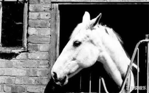 杨洁|为拍《西游记》白龙马被除去军籍，结束拍摄后惨死在山洞里，杨洁导演为何不救？