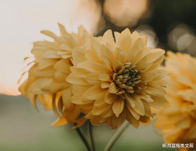 昕月蓝殇美文苑 爱若入心，一生难忘
