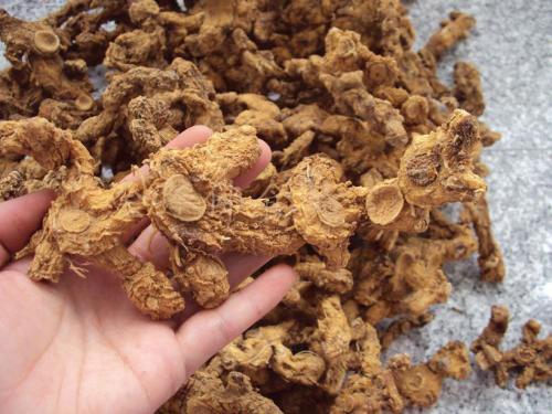 陈智勇|黄精的药用功效及药理作用主要有哪些呢？