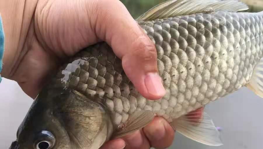 青春编织回忆|不瞒你说，七月唯独这饵才最实用，既简单又省钱，关键板鲫特爱吃