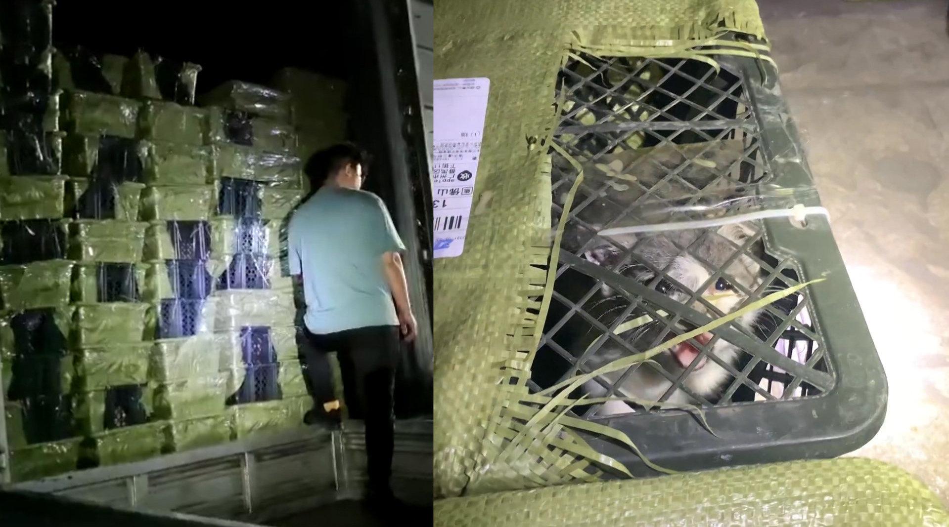 清优影视和生活 此“宠物盲盒”非彼“宠物盲盒”，活体盲盒真是丧尽天良