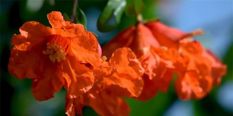 贵州出行 初夏与“榴花”