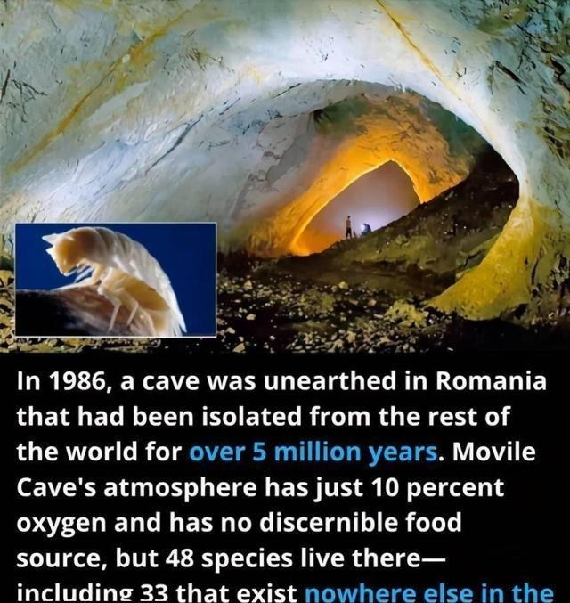 科学家 科学家进入550万年前的洞穴，发现“外星世界”，打破 了生命认知