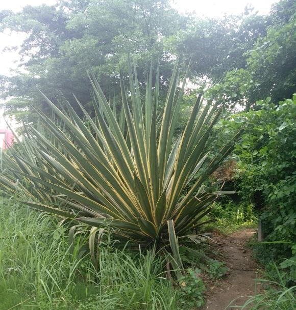 向阳园艺|?龙舌兰养护篇，花盆越大，长得越旺！多晒太阳，叶子长得更快