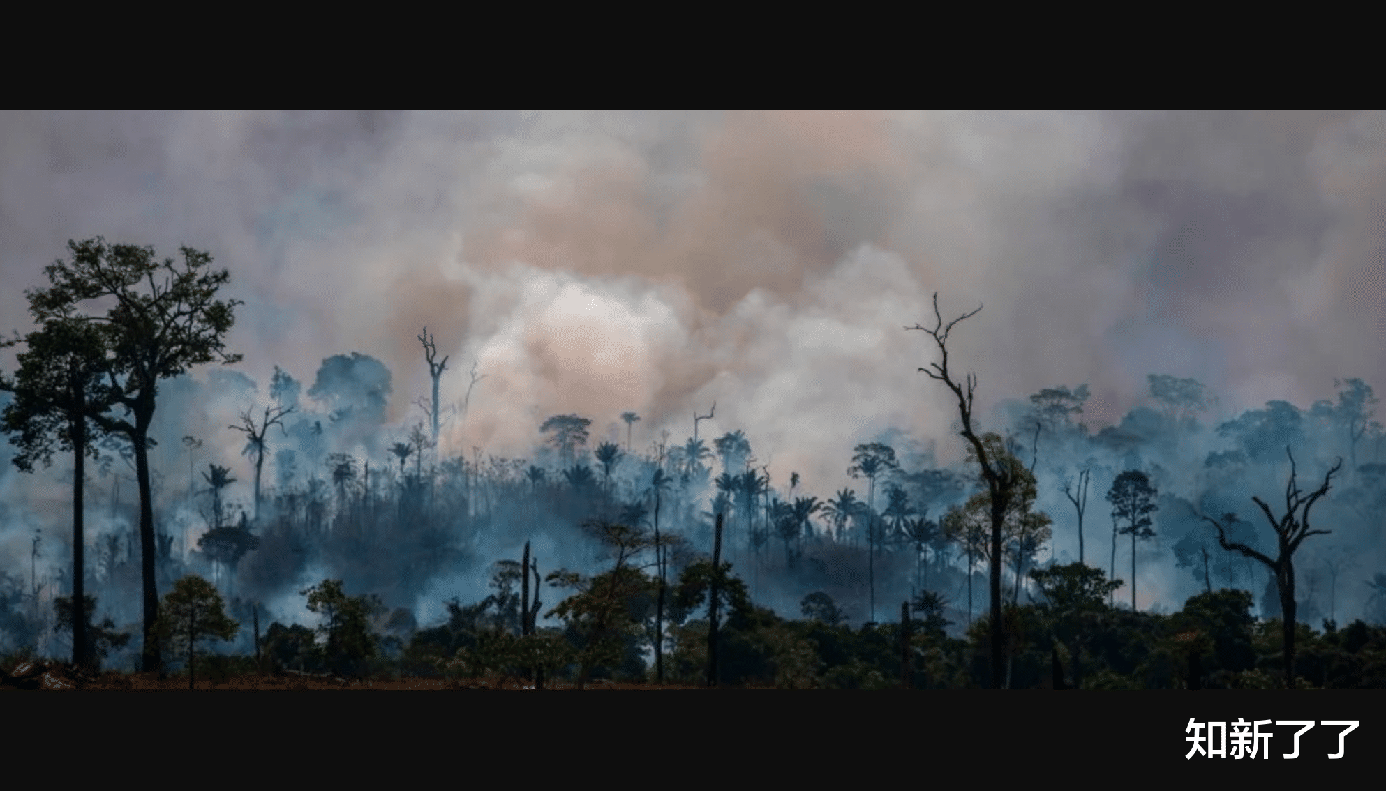 太空 “反转”的亚马逊雨林：二氧化碳排放的比吸收的更多