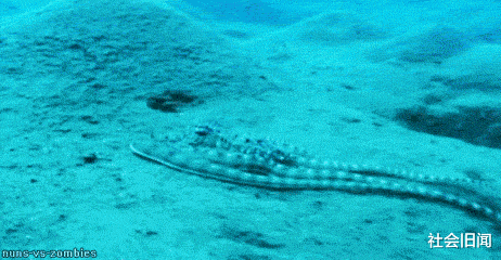 章鱼 科学家为什么觉得章鱼是外星生物？越来越多的证据证明，或许他们说的是真的