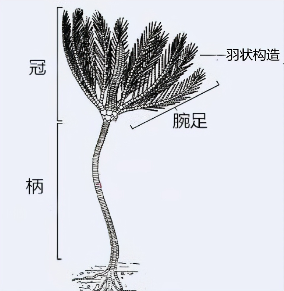 |4亿年前的“齿轮”镶嵌在岩石中，述说着一个史前的巅峰时代