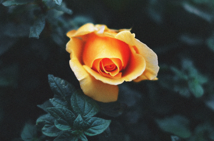 生肖|7月，望穿秋水，等爱归来，3生肖心心念念，情深依然，旧爱反反复复