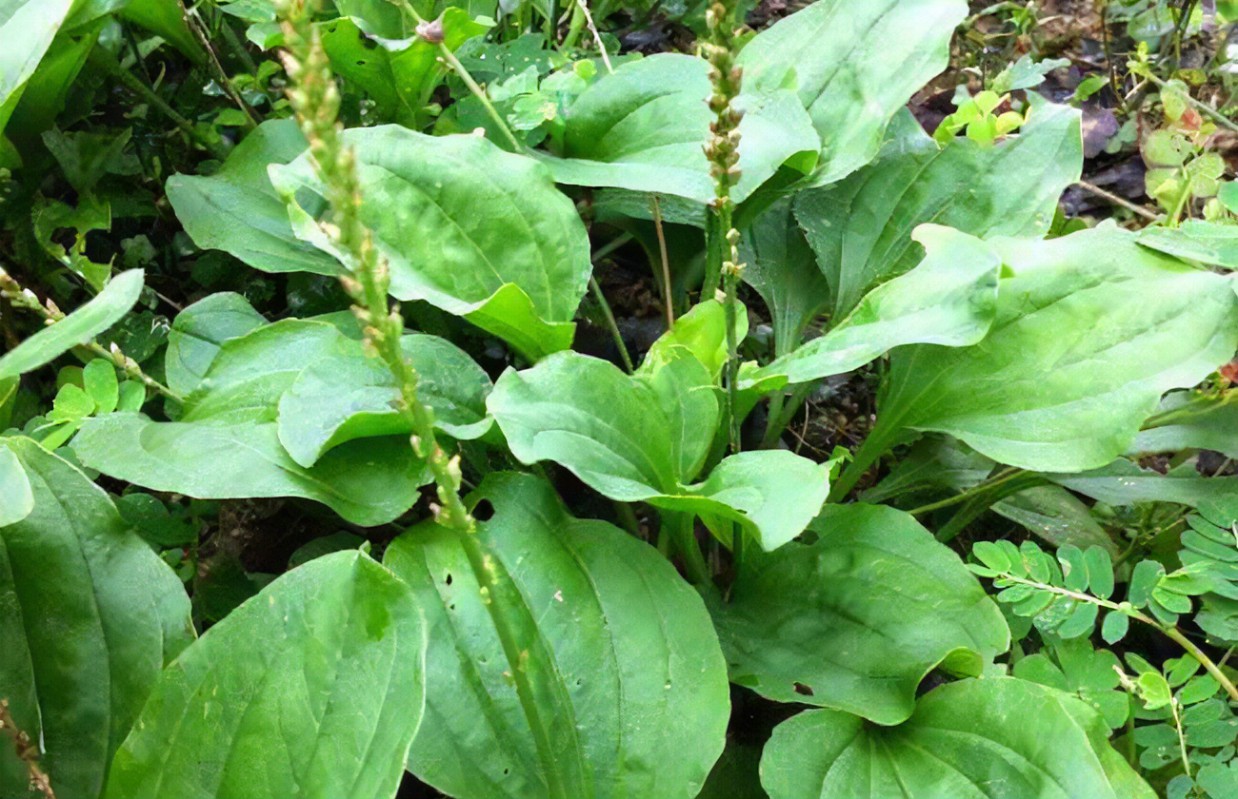 前列腺增生|前列腺增生系列之一:湿热下注型前列腺肥大的中医诊疗