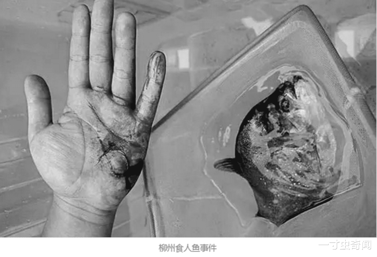 46年前大巴落水，38人被咬成白骨，食人鱼真的危险？还是被误解了