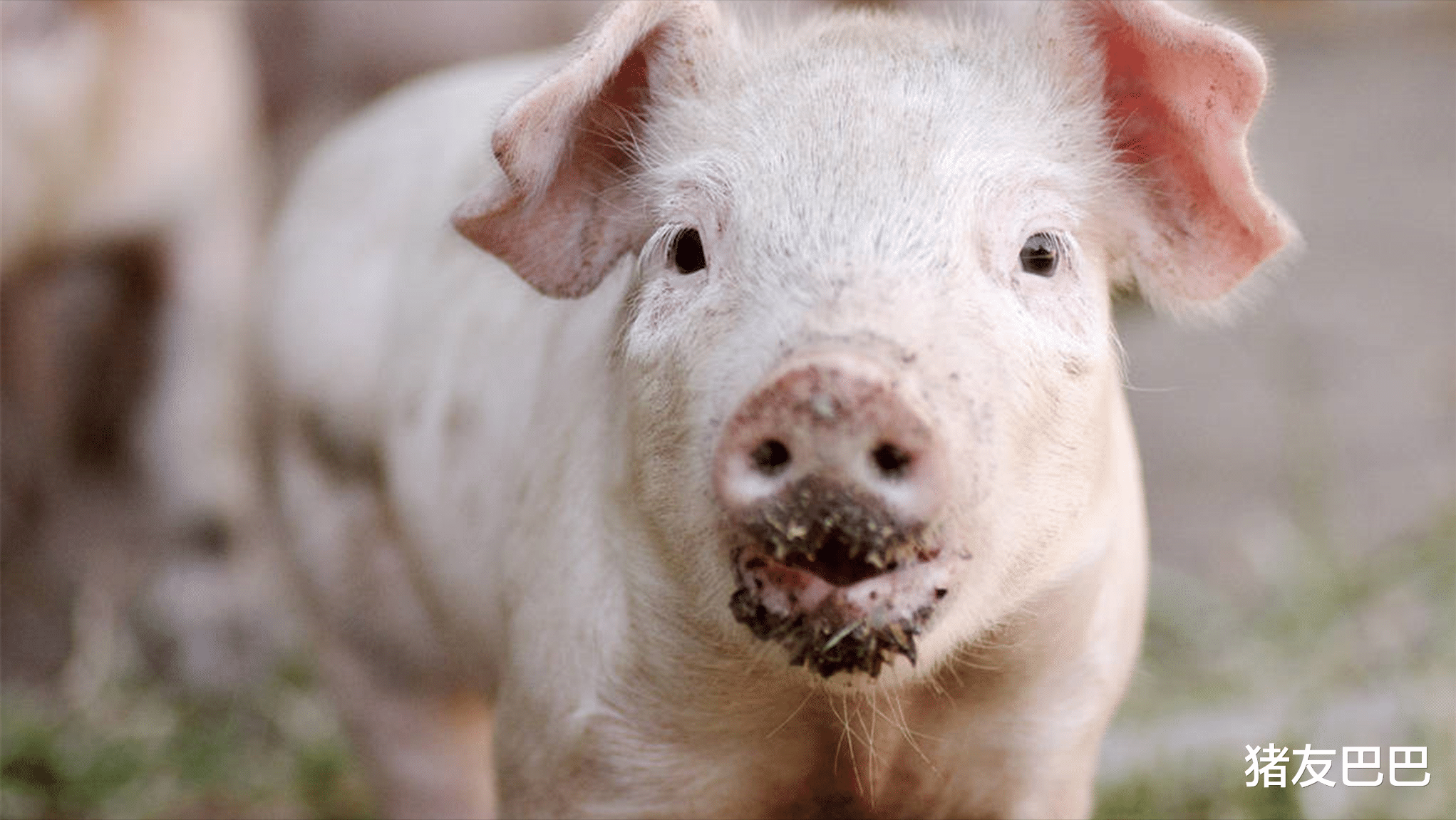 生猪价格 1涨22跌！猪价滑坡行情“8连跌”，3月猪价要探底12元？2个好消息