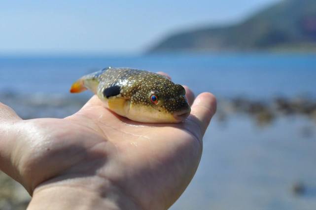 大板|长江禁渔已初见成效,钓鱼人频繁钓到它,却无人敢吃
