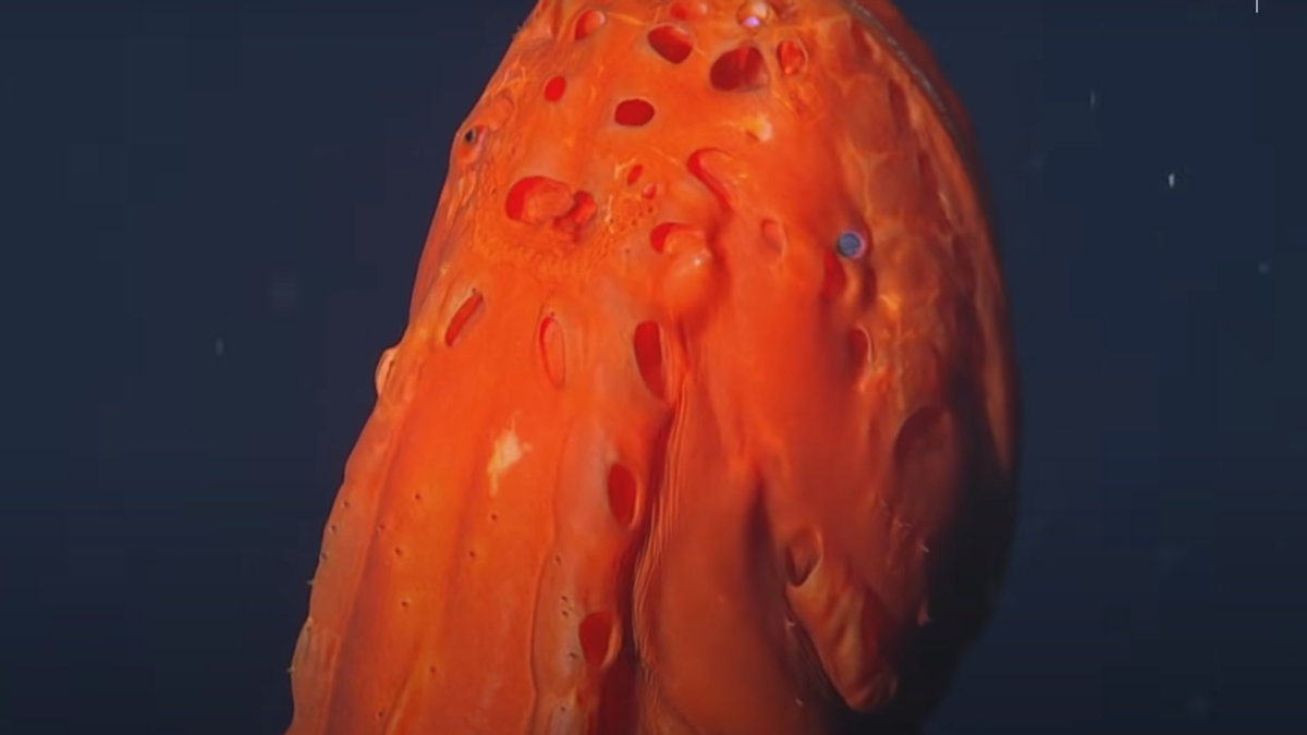 科学家 太平洋深海发现怪鱼,长得像须鲸,一生3变形,科学家已被搞懵