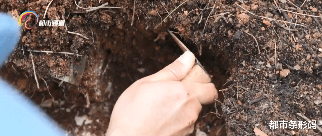 都市条形码 上雷场穿雷区扫地雷 好样的维和女扫雷作业手