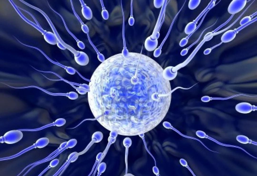 枝妈育儿说|想找到卵子的“蝌蚪”，需克服重重坎坷，而这几种蝌蚪的胜算更高