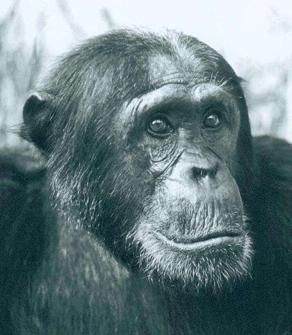 银河系 持续4年的贡贝黑猩猩战争，撕下对手皮肤、摘生殖器只为宣示成功