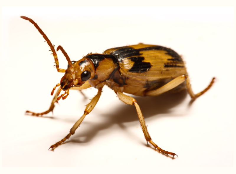 庞巴迪 动物有可以喷火吗？任何动物都可以像神话中的龙一样喷火吗？