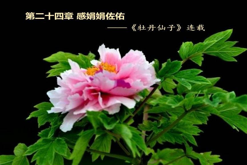 巴黎邮报 第二十四章 感娟娟佐佑——《牡丹仙子》连载