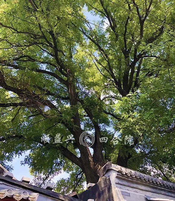 北京市|【北京四合院出租】交道口的幸福生活，都藏在这方小院儿里了