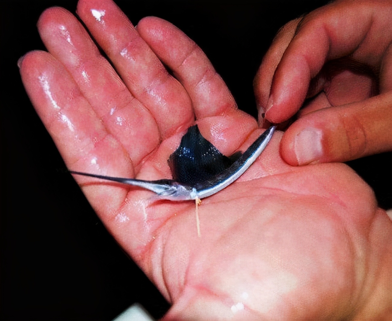 |这种鱼刚出生时米粒大小,自相残杀生长迅猛,对钓鱼者有致命威胁