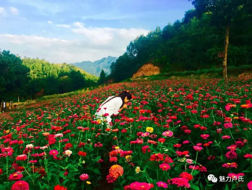 星耀见闻 卢氏五一假期吃喝玩乐全攻略！强烈建议收藏！