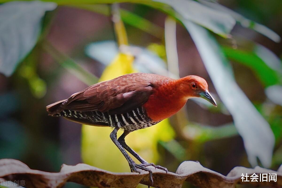 科学家 灭绝的史前生物再次出现，生命是一遍遍的轮回吗？每13万年循环一次