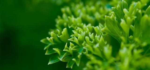 二氧化碳 世界首例，我国突破二氧化碳合成淀粉技术，空气或也能成粮食来源