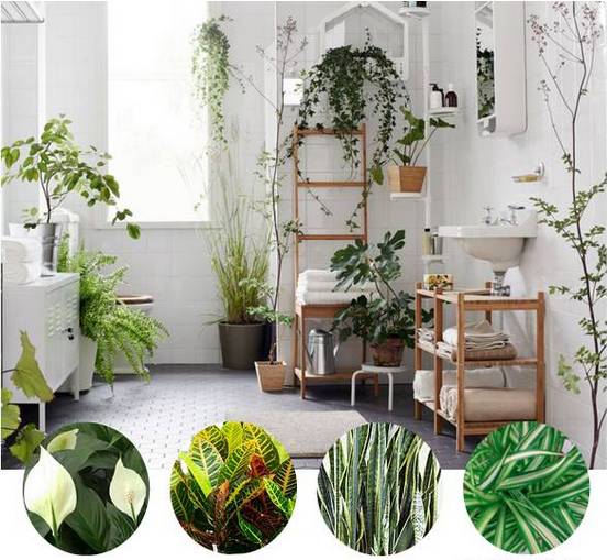 |6种“健康花”，养在卫生间，好看又除臭，异味吸光光