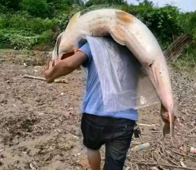 老虎|重庆钓鱼人钓起“水老虎”扛着走,网友:我能绕县城走一天