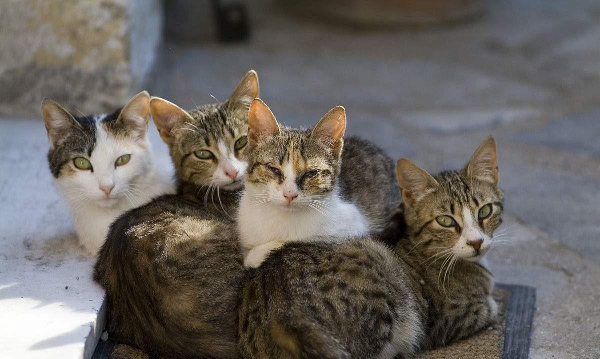 歪骆驼|看看动物分娩过程，人类分娩简直是噩梦，你害怕吗？